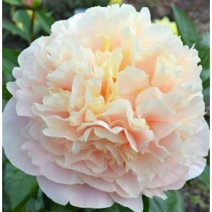 Півонія Paeonia Elsa von Brabant